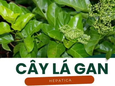 Cây lá gan - Bí quyết giúp gan khỏe mạnh và thanh lọc cơ thể