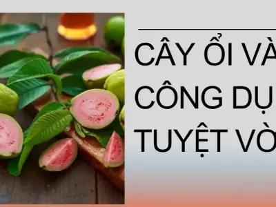 Ổi có tốt cho sức khỏe không? 10 công dụng tuyệt vời của cây ổi
