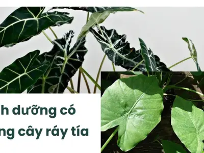 Cách sử dụng cây ráy tía để điều trị viêm khớp hiệu quả