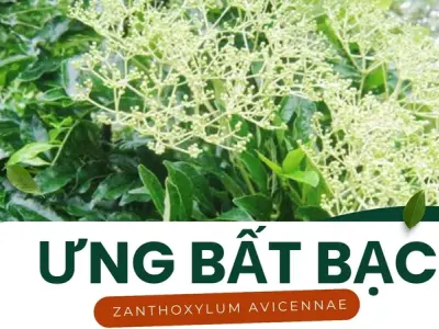 Công dụng của cây ưng bất bạc trong việc giải độc rượu và bảo vệ gan