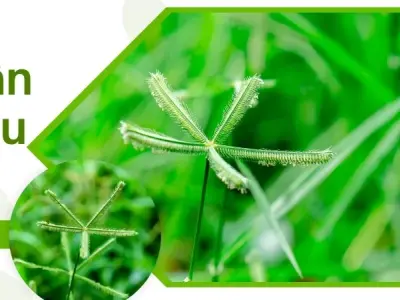Cỏ mần trầu - Thảo dược thiên nhiên giúp hạ sốt và giải độc