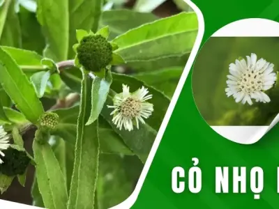 Cỏ nhọ nồi - Thảo dược cầm máu và giải độc hiệu quả 
