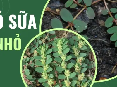 Cách sử dụng cỏ sữa lá nhỏ đúng cách để hỗ trợ tiêu hóa