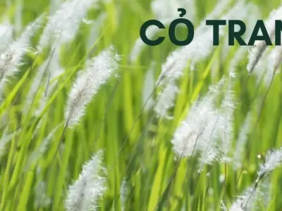 Cỏ tranh - Bài thuốc giúp thanh nhiệt và lợi tiểu hiệu quả