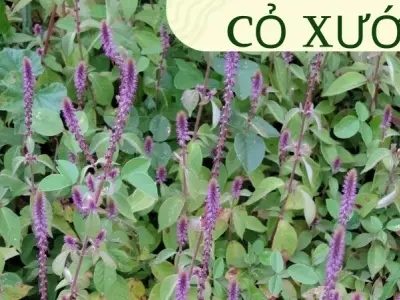 Cách sử dụng cỏ xước để hạ huyết áp và giảm đau hiệu quả