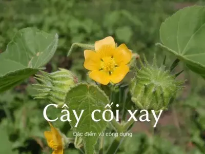 Những lưu ý quan trọng khi sử dụng cây cối xay để trị bệnh