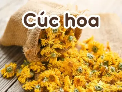 Sử dụng cúc hoa đúng cách để cải thiện giấc ngủ và giảm căng thẳng