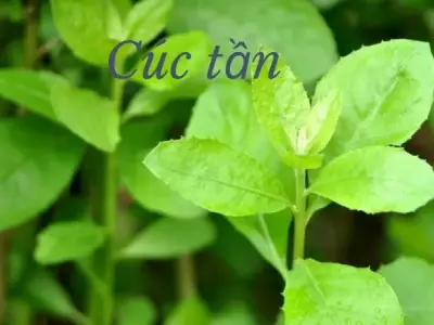 Cúc tần - Thảo dược dân dã với nhiều công dụng quý báu