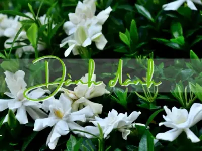 Cách sử dụng dành dành để hỗ trợ điều trị bệnh gan và tiêu hóa