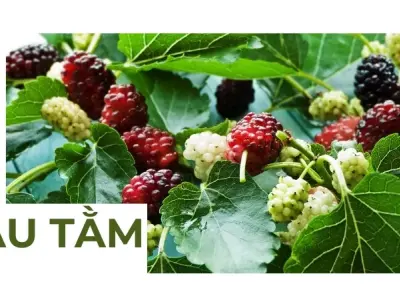 Dâu tằm - Loại cây thuốc quý trong đông y ít người biết