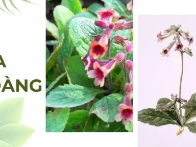 Những bài thuốc chữa bệnh từ Địa Hoàng bạn nên biết