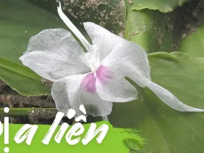 Công dụng của Địa Liền và cách sử dụng trong Đông Y