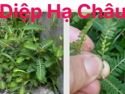Diệp Hạ Châu - Cây thuốc quý giúp giải độc gan và hỗ trợ sức khỏe