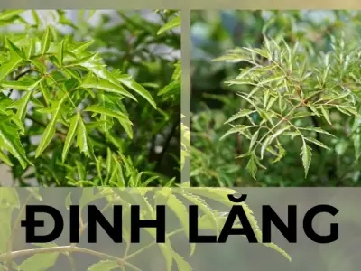 7 Bài thuốc dân gian với đinh lăng giúp bạn khỏe mạnh từ bên trong