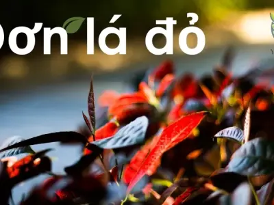 Đơn Lá Đỏ - Cây thuốc vàng trong y học cổ truyền 