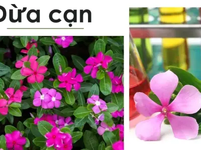 Hướng dẫn sử dụng dừa cạn để hỗ trợ điều trị bệnh hiệu quả