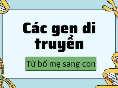 Các gen di truyền từ bố mẹ sang con - Quá trình di truyền như thế nào?