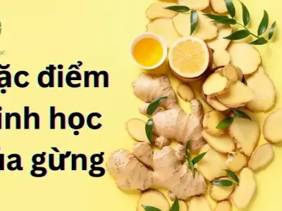 10 công dụng tuyệt vời của gừng và cách sử dụng an toàn