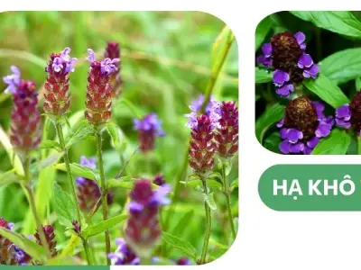 Cách dùng Hạ Khô Thảo để điều trị các bệnh về gan và huyết áp