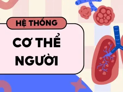 Hệ thống cơ thể người gồm những gì? Cấu tạo và chức năng chi tiết