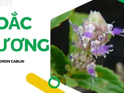 Hoắc Hương là gì? Tác dụng và cách sử dụng hiệu quả