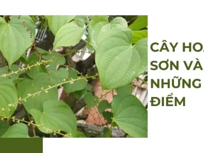 Cơ chế sinh học của hoài sơn và tác dụng chống oxy hóa