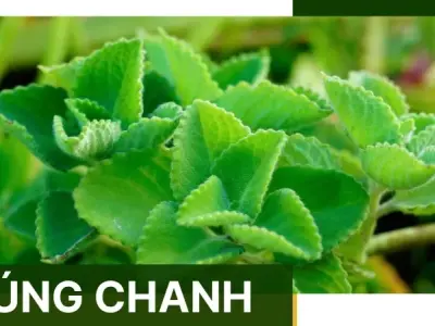 Công dụng của húng chanh trong điều trị viêm họng, ho và cảm cúm