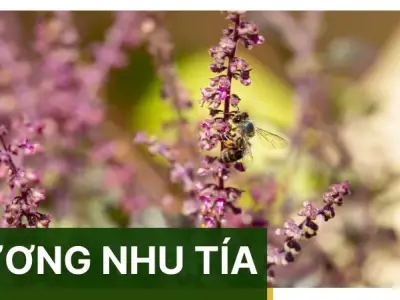 Hương nhu tía có tác dụng gì? Bài thuốc dân gian hiệu quả