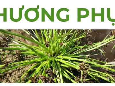 Hương phụ - Cây sinh học mang lại sự cân bằng nội tiết cho phụ nữ
