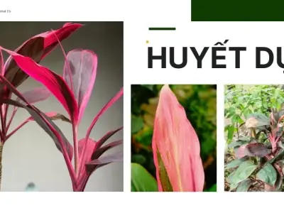 Cây huyết dụ - Thảo dược quý giúp cầm máu và chữa bệnh hiệu quả