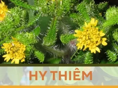 Sự thật về cây Hy Thiêm - Tác dụng và cách sử dụng đúng