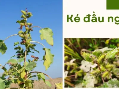 Giảm viêm xoang và mề đay hiệu quả nhờ cây ké đầu ngựa