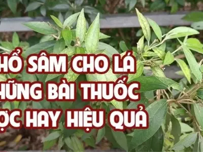 Cách sử dụng khổ sâm cho lá hiệu quả trong điều trị bệnh 