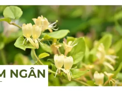 10 công dụng chữa bệnh từ cây kim ngân bạn nên biết