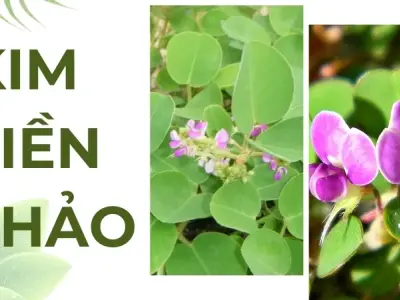 Bí quyết tán sỏi tự nhiên từ cây kim tiền thảo