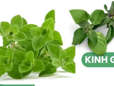 Tại sao kinh giới là lựa chọn hàng đầu trong điều trị cảm cúm?