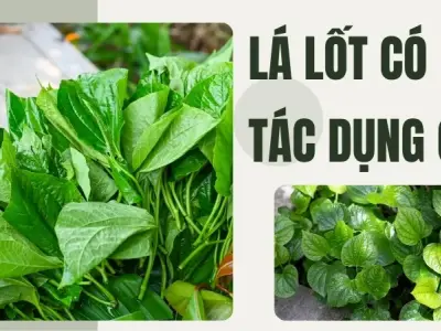 Lá Lốt có tác dụng gì? Hướng dẫn sử dụng đúng cách cho mọi nhà