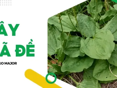 Hiệu quả của mã đề trong việc chữa ho, viêm họng và hen suyễn