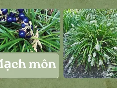 Bật mí 5 bài thuốc Đông Y từ mạch môn giúp bổ phế và nhuận táo