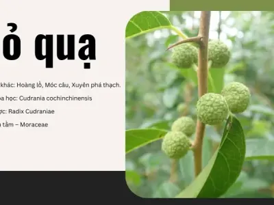 Cây Mỏ Quạ - Thảo dược quý giá trong việc điều trị xương khớp