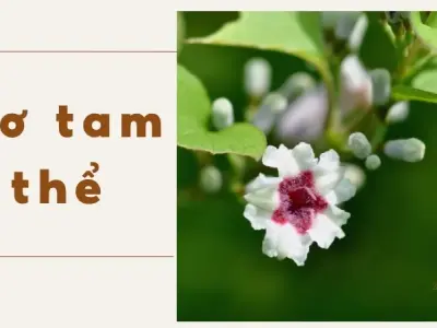 Cách sử dụng Mơ Tam Thể để thanh nhiệt và giảm đau nhức