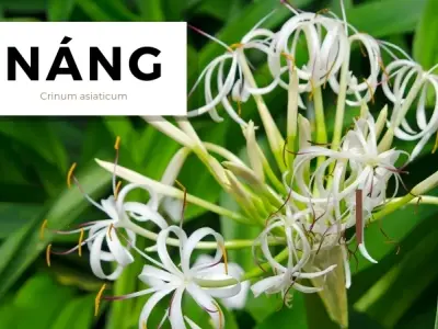 Cách sử dụng cây náng để điều trị đau nhức xương khớp