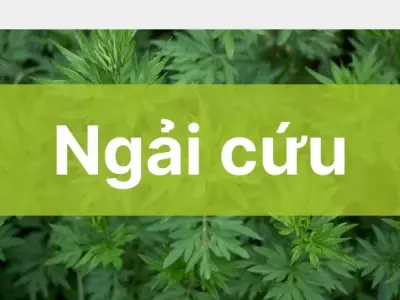 Ngải cứu - Cách sử dụng đúng cách giúp an kinh và hạn chế bệnh hàn