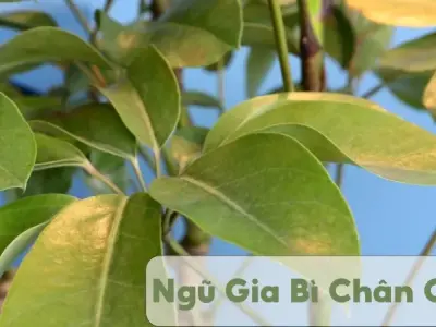 Tại sao ngũ gia bì chân chim được sử dụng trong điều trị viêm khớp?