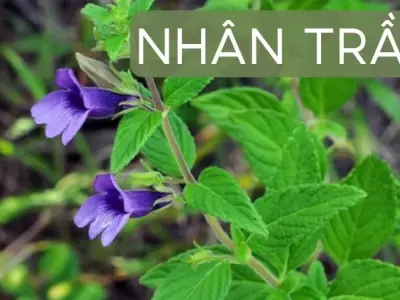 Nhân trần có thực sự tốt cho gan? Bí quyết thanh lọc cơ thể tự nhiên
