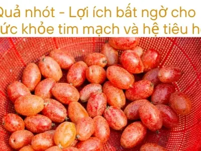 Nhót và lợi ích bất ngờ cho sức khỏe tim mạch và hệ tiêu hóa