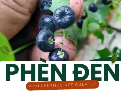 Phèn đen có tác dụng gì? Hướng dẫn sử dụng an toàn và hiệu quả