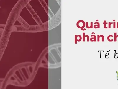 Tìm hiểu quá trình phân chia tế bào: Nguyên phân và giảm phân