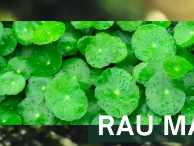 Rau má có ngăn ngừa lão hóa không? Tìm hiểu công dụng của rau má