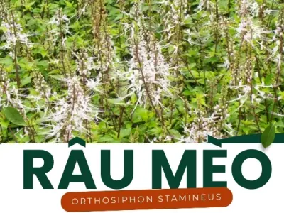 Râu Mèo và những lợi ích trong điều trị bệnh tiêu hóa và giảm cân